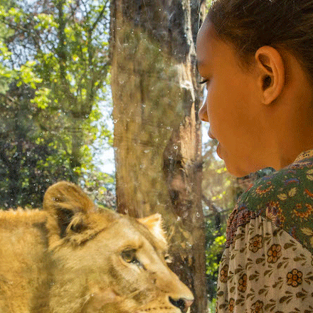 A young girl looks through a glass window. On the other side are two lions. 