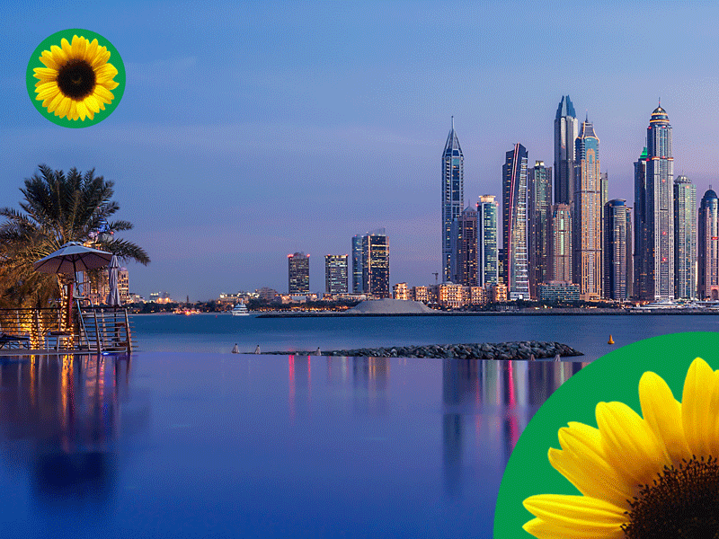 Dubai Marina and yellow Sunflower in green circles